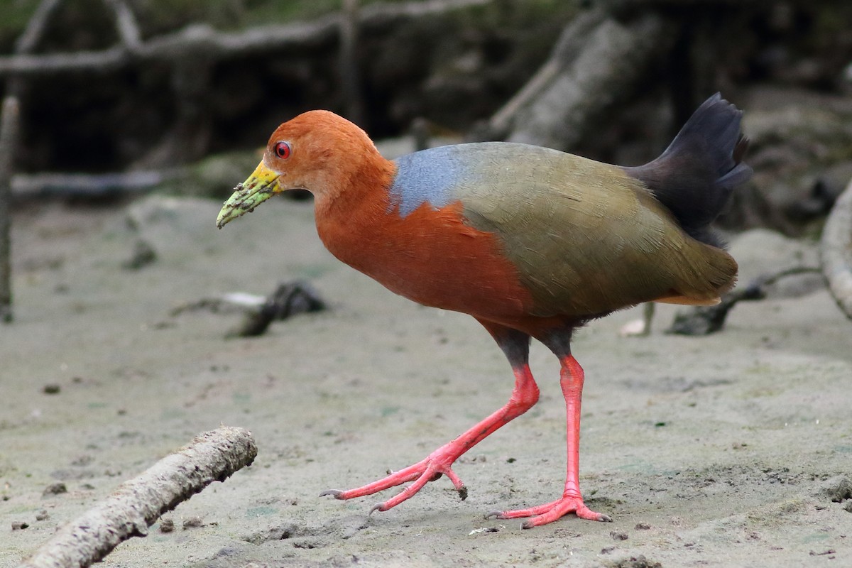 Rufous-necked Wood-Rail - Sean Williams