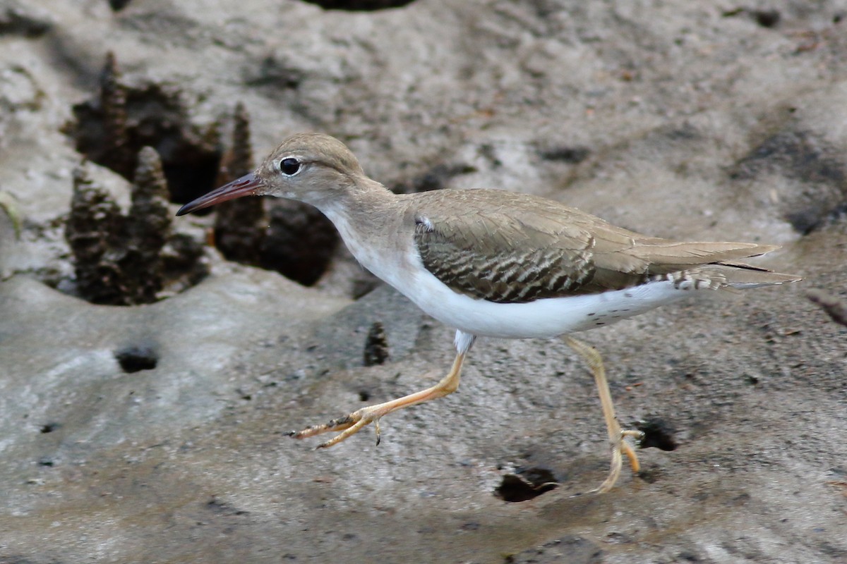 Spotted Sandpiper - ML200071981