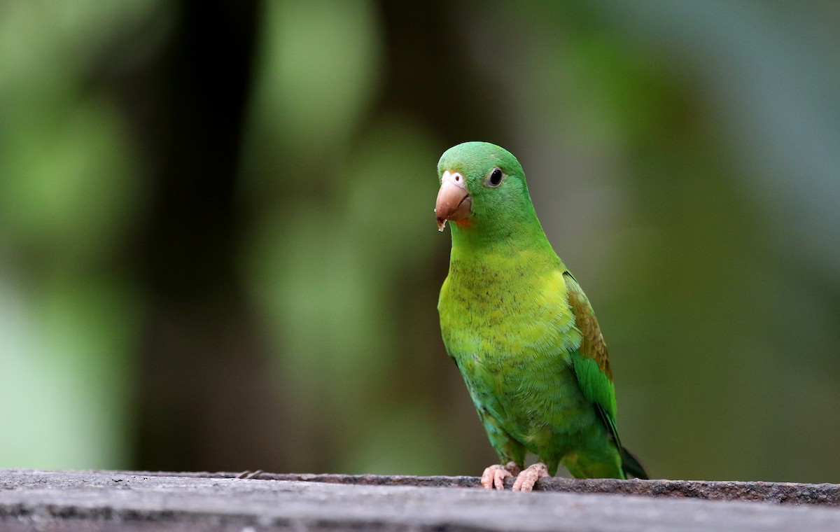 Orange-chinned Parakeet - ML200072071