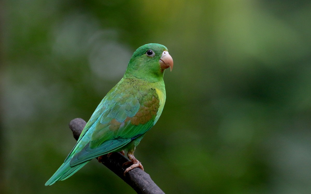 Orange-chinned Parakeet - Jay McGowan