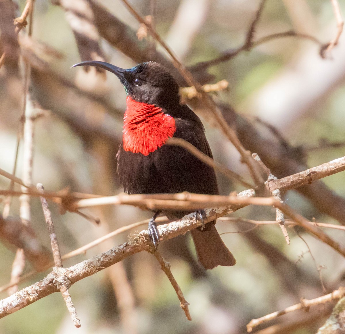 Scarlet-chested Sunbird - Robert Bochenek