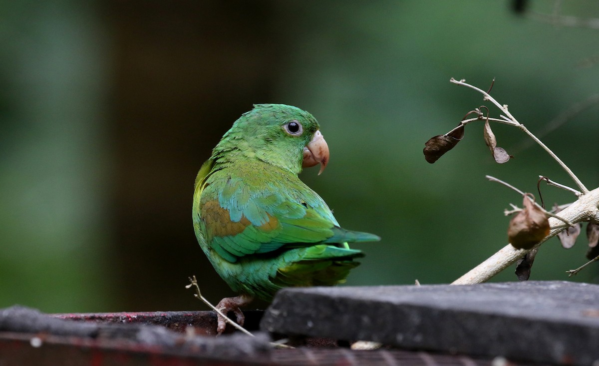 Orange-chinned Parakeet - ML200072481