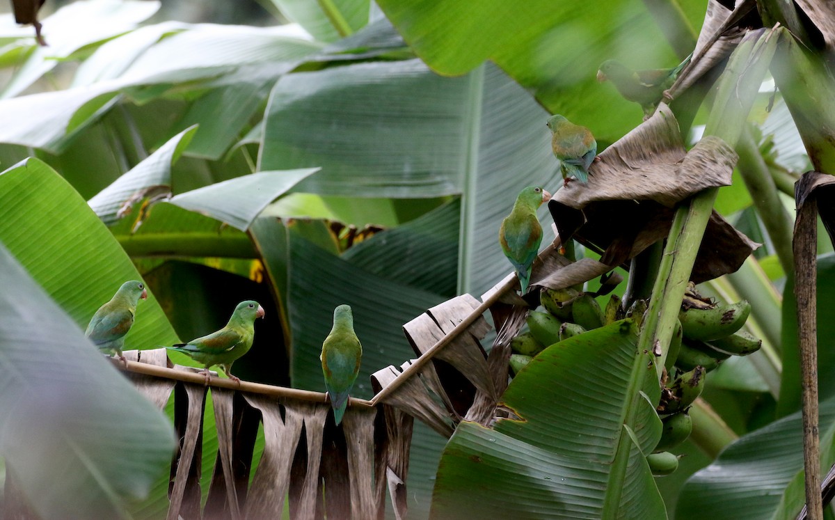 Orange-chinned Parakeet - ML200072541