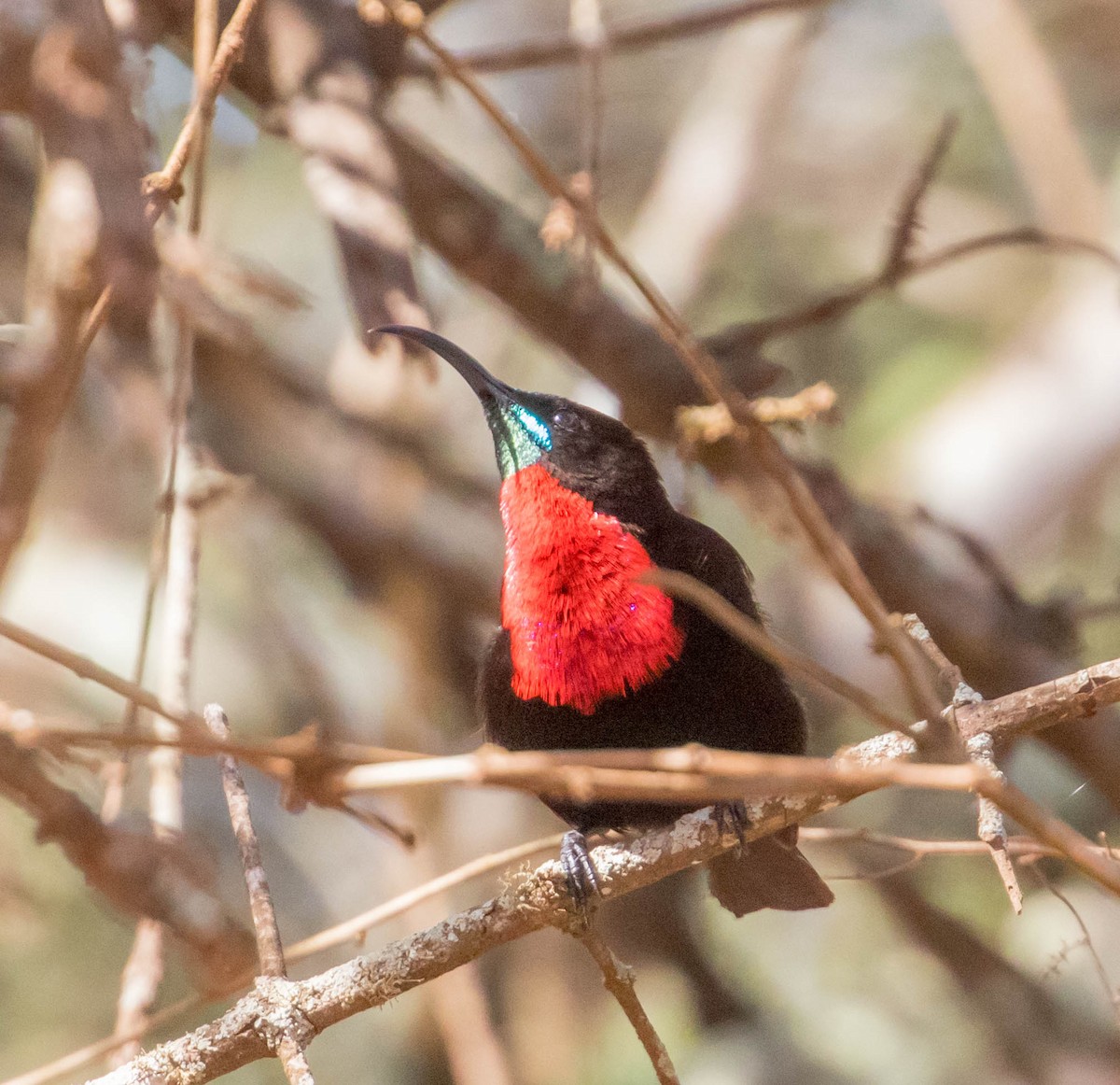 Scarlet-chested Sunbird - Robert Bochenek