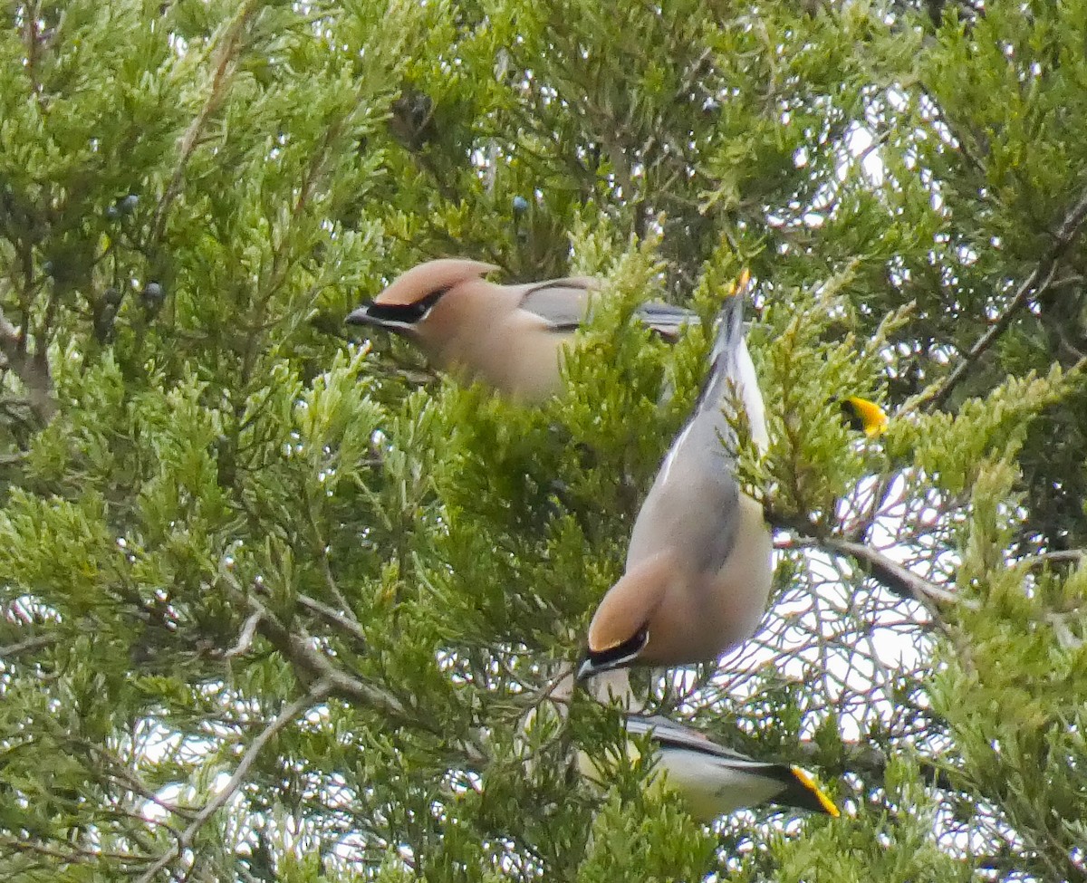 Cedar Waxwing - ML200072611