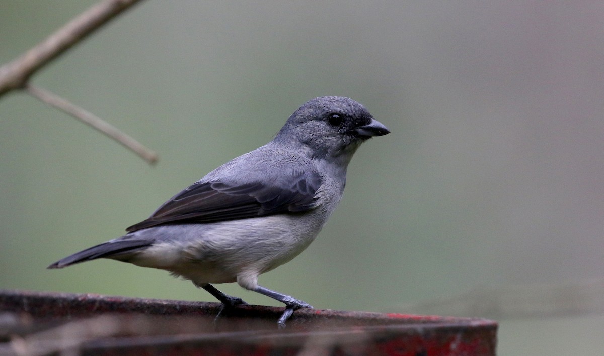 Plain-colored Tanager - ML200072641