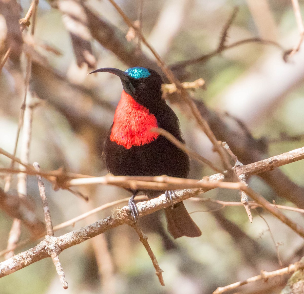 Scarlet-chested Sunbird - Robert Bochenek