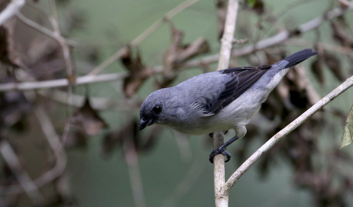 Plain-colored Tanager - ML200072731