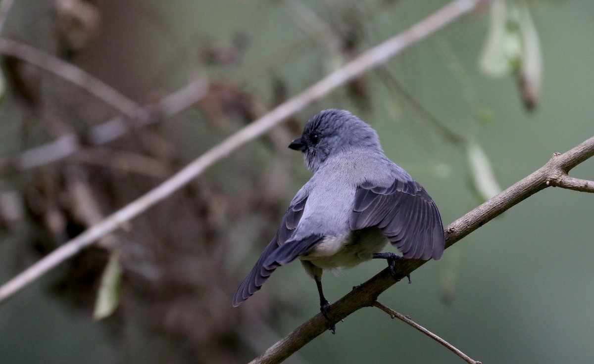 Plain-colored Tanager - ML200073041