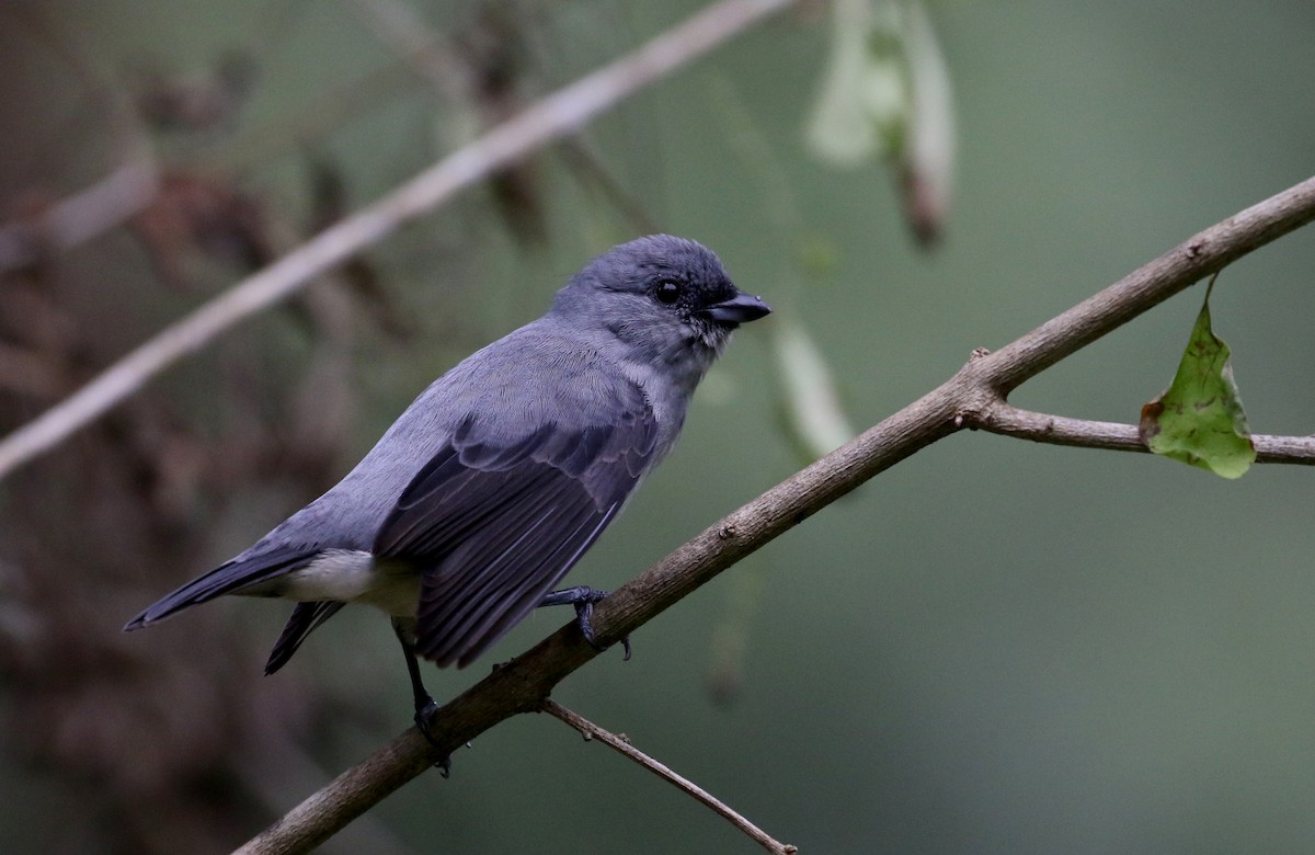 Plain-colored Tanager - ML200073111