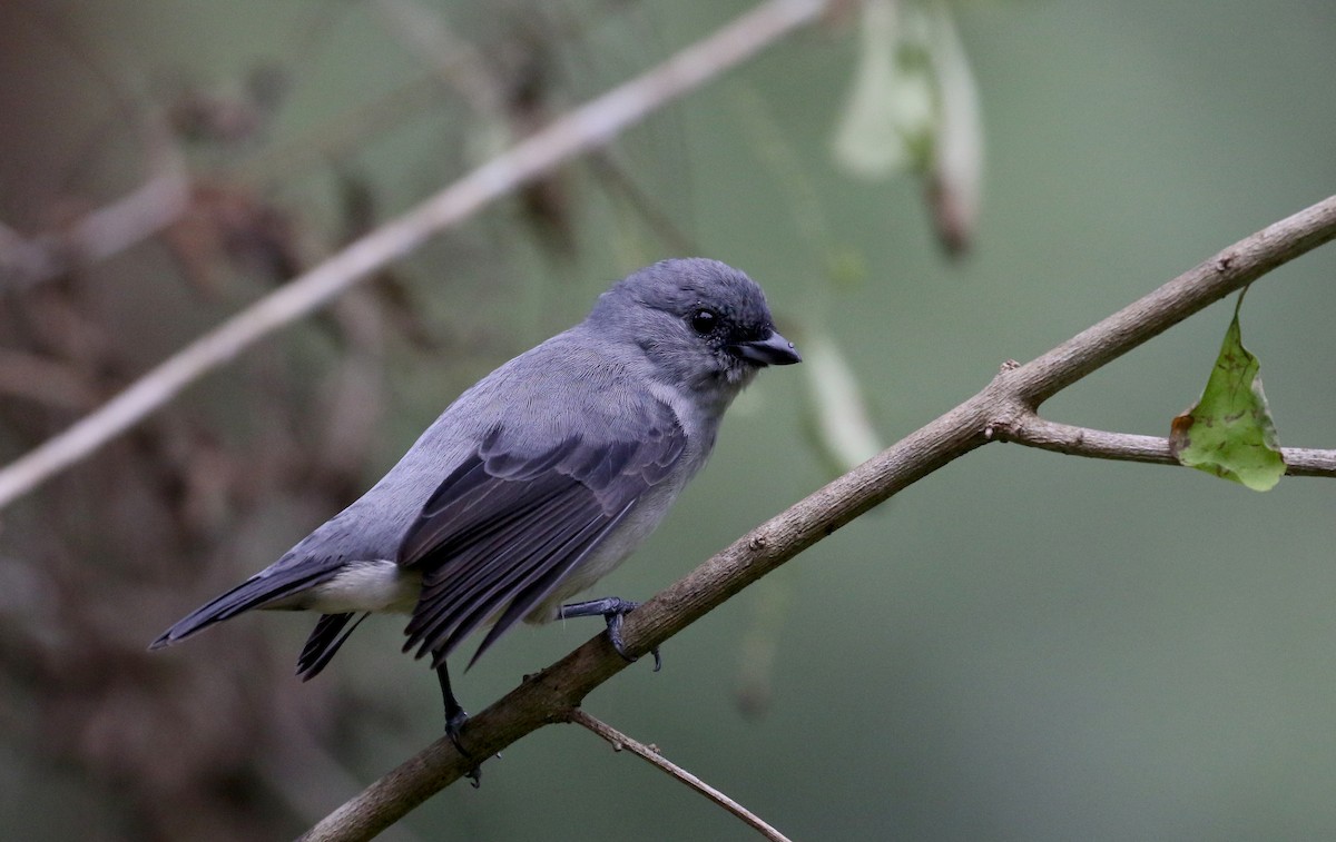 Plain-colored Tanager - ML200073121