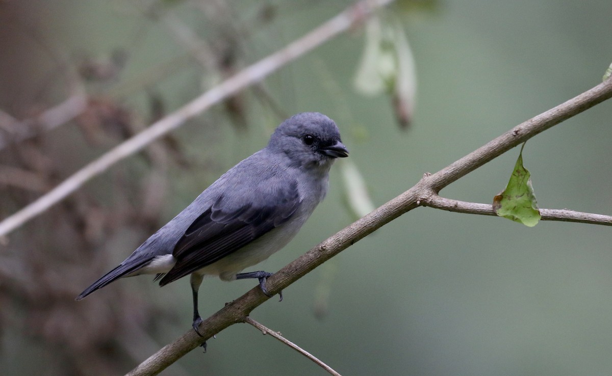 Plain-colored Tanager - ML200073211
