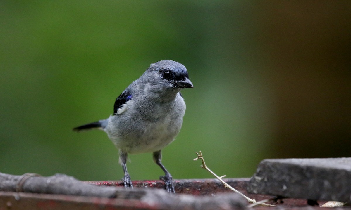 Plain-colored Tanager - ML200073251