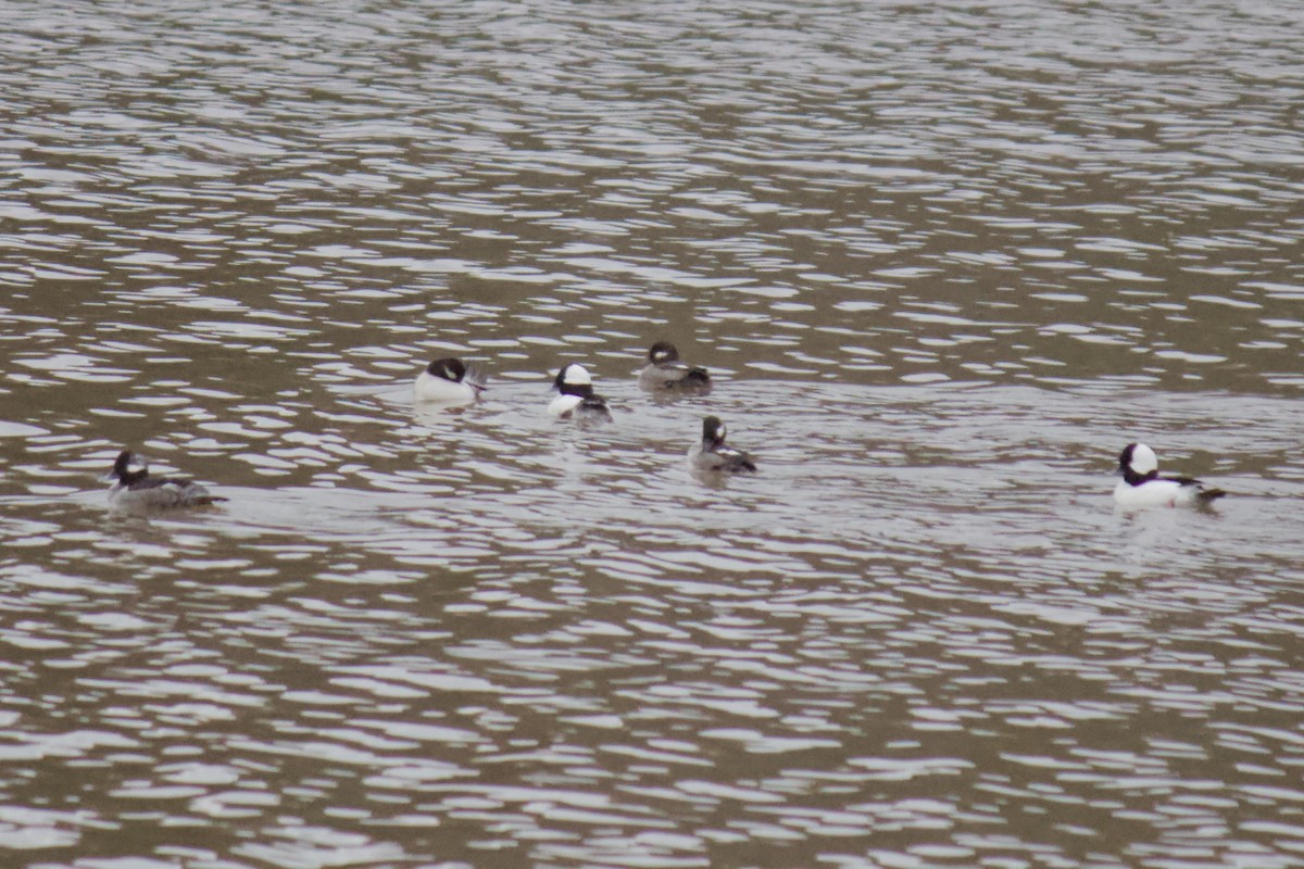 Bufflehead - ML200077561
