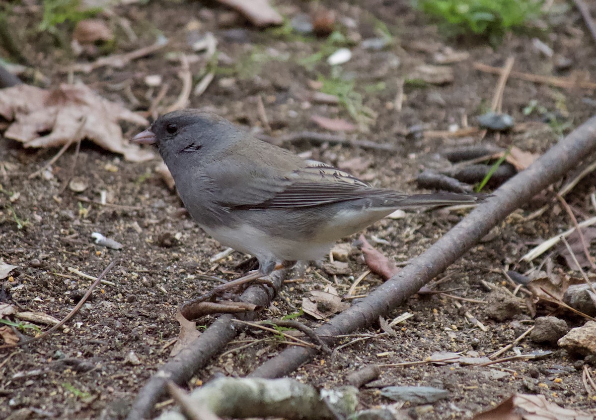 Dark-eyed Junco (Slate-colored) - ML200077661