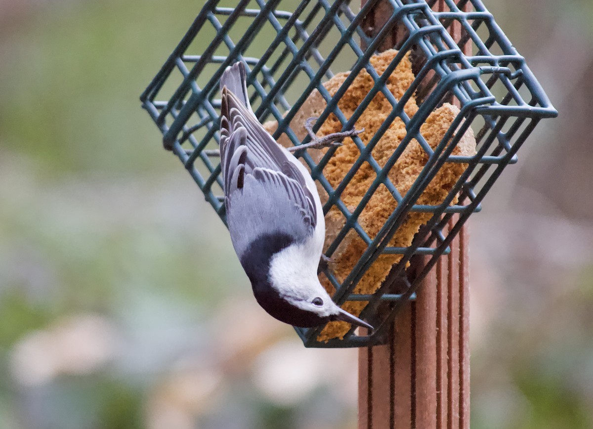 White-breasted Nuthatch (Eastern) - ML200077711