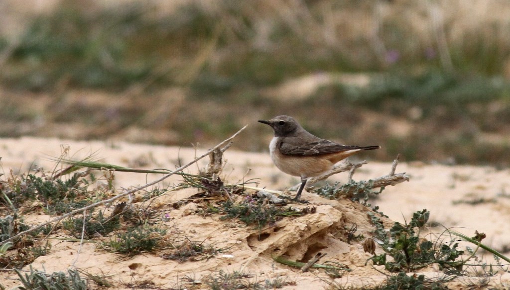 Kurdish Wheatear - ML200078601