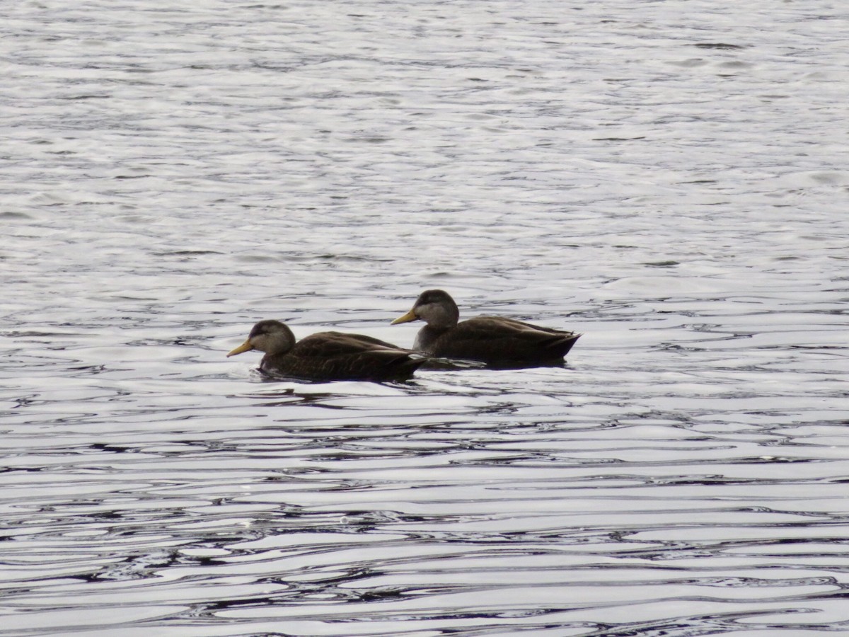 American Black Duck - ML200078951