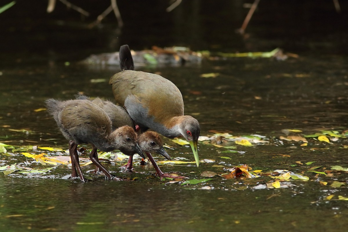 Slaty-breasted Wood-Rail - Martjan Lammertink