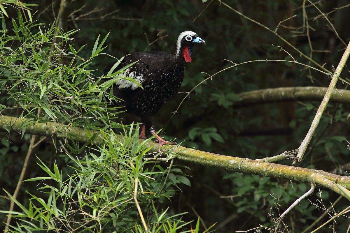 Black-fronted Piping-Guan - Martjan Lammertink