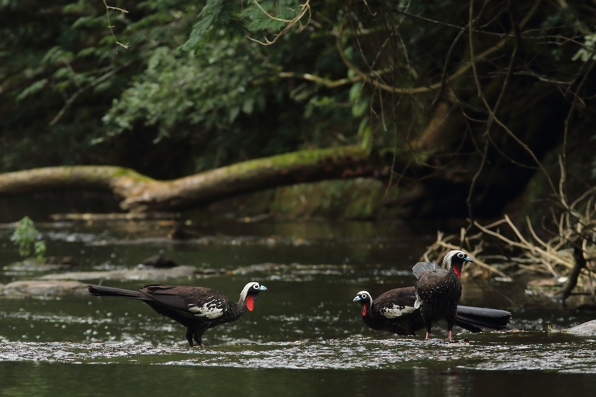 Black-fronted Piping-Guan - ML200079971