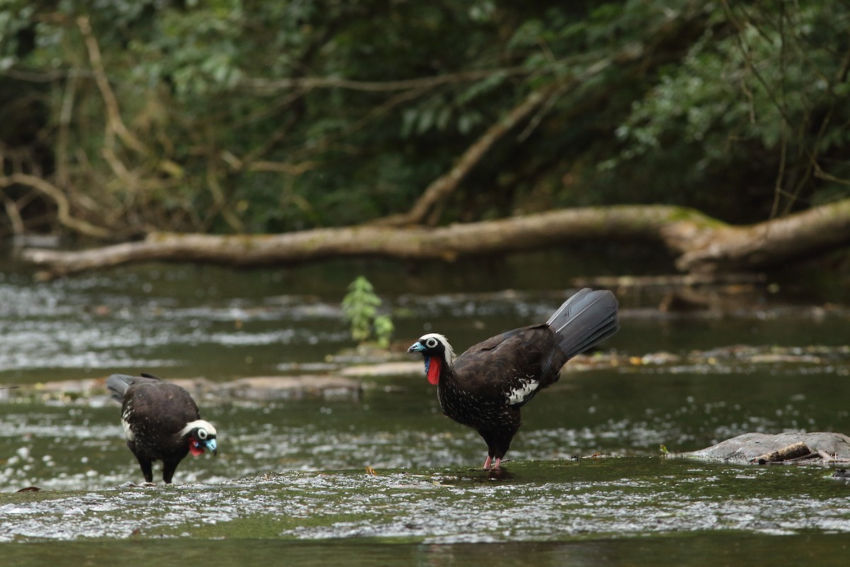 Black-fronted Piping-Guan - ML200079991