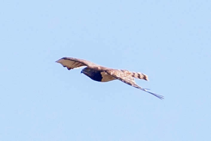 Black-chested Snake-Eagle - ML200080211