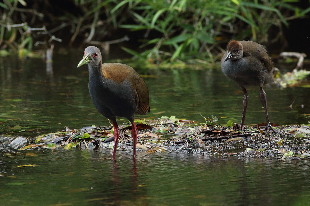 Slaty-breasted Wood-Rail - Martjan Lammertink