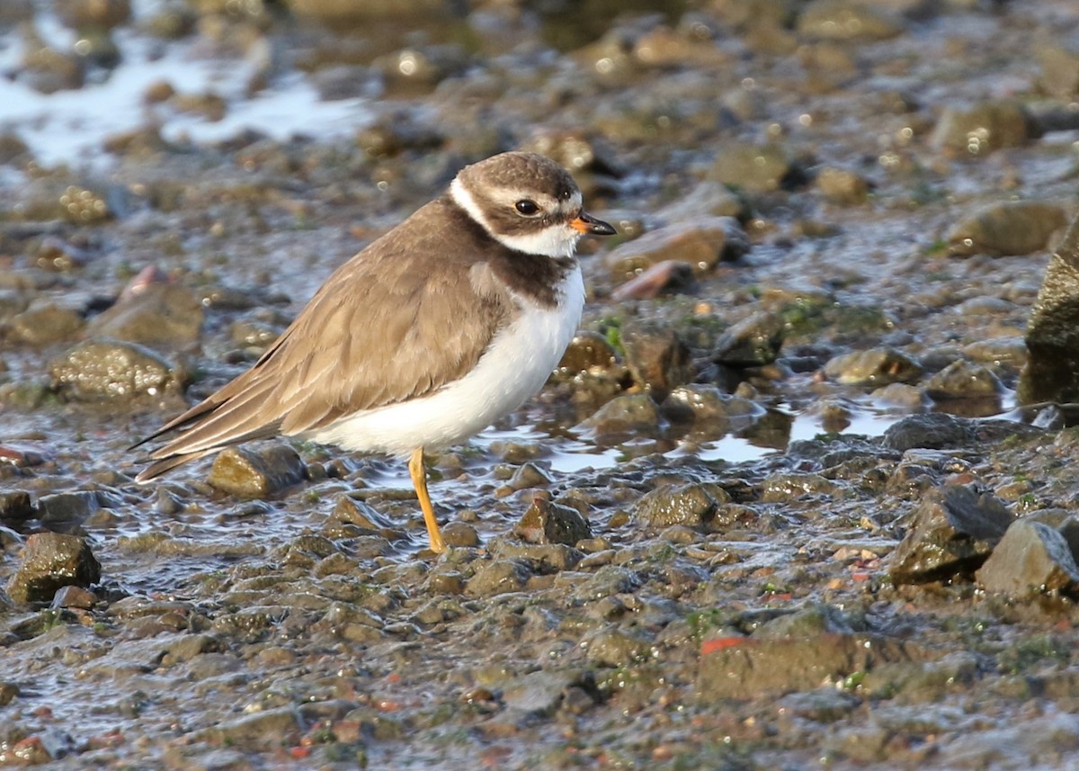 Semipalmated Plover - ML200083221