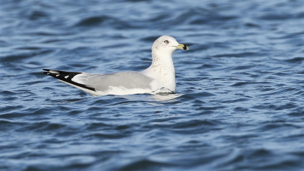 Ring-billed Gull - ML200083331