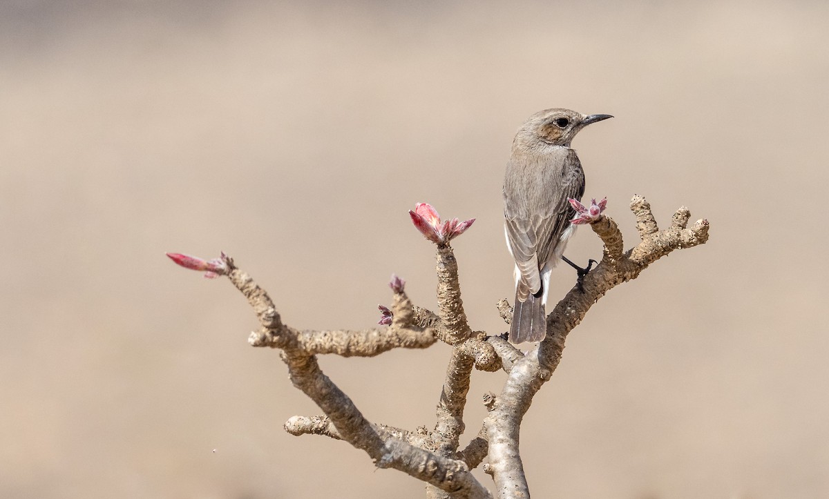 Arabian Wheatear - ML200083521