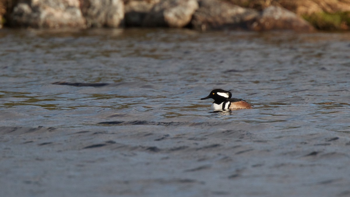 Hooded Merganser - ML200083571