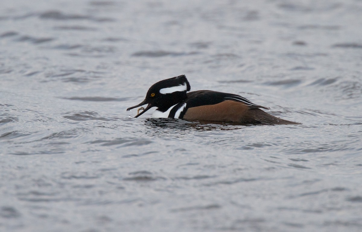 Hooded Merganser - ML200083791