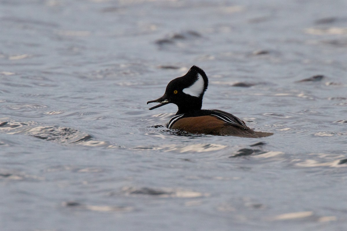 Hooded Merganser - ML200084011