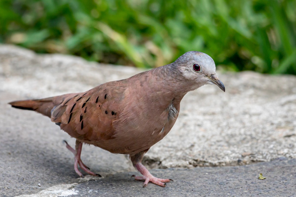 Ruddy Ground Dove - ML200084461