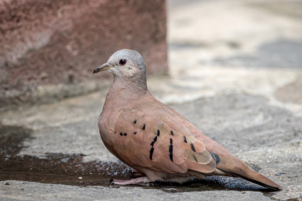 Ruddy Ground Dove - Michael Warner