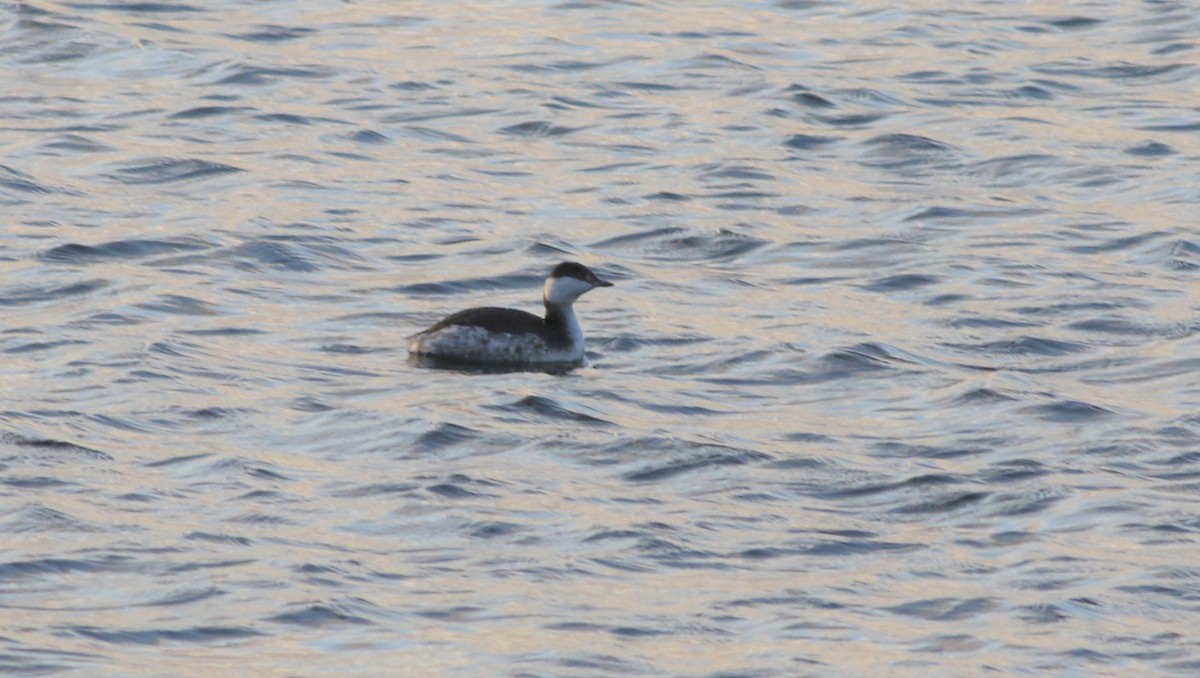 Horned Grebe - ML200084721