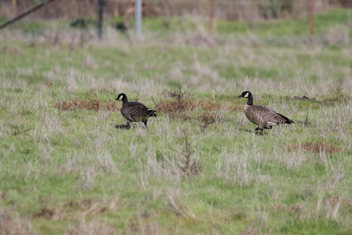 Cackling Goose (Aleutian) - Ryan Phillips