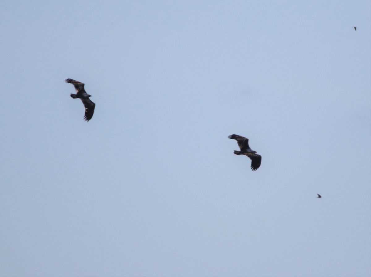 Bald Eagle - ML200088221