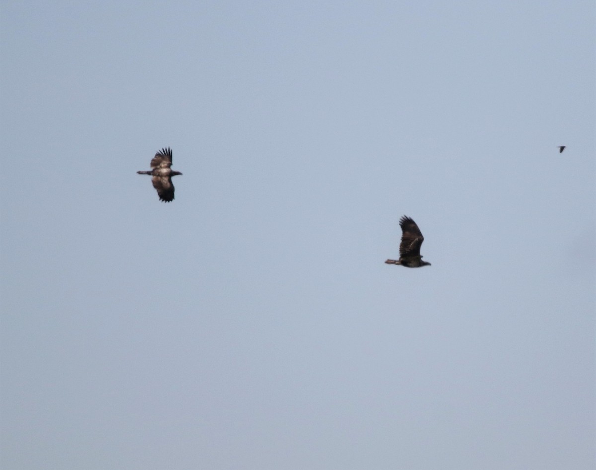 Bald Eagle - ML200088241