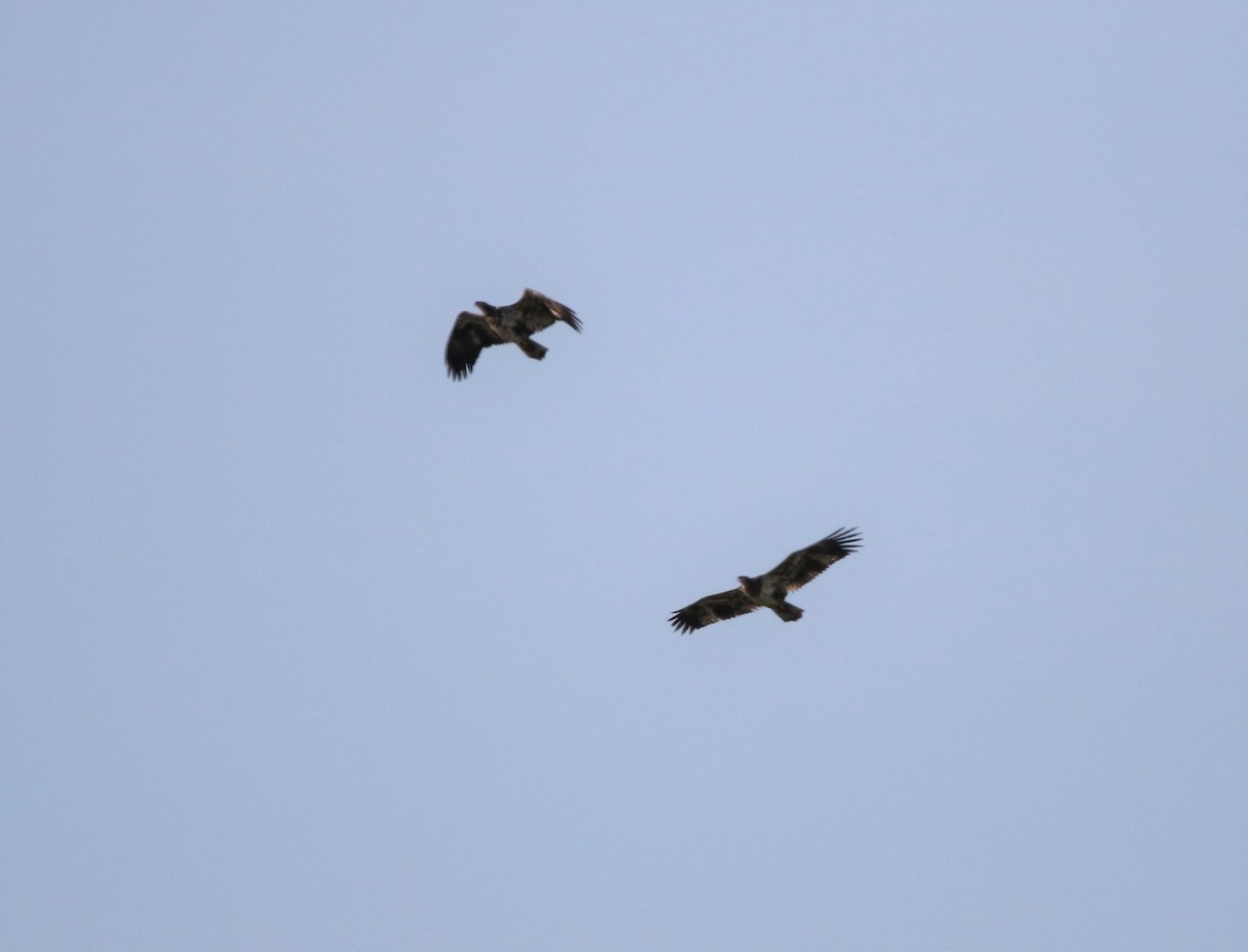 Bald Eagle - ML200088251