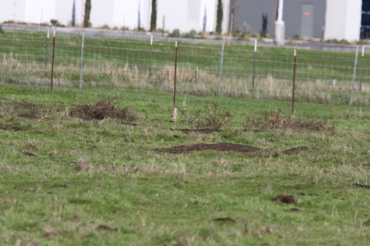 Burrowing Owl - ML200089121