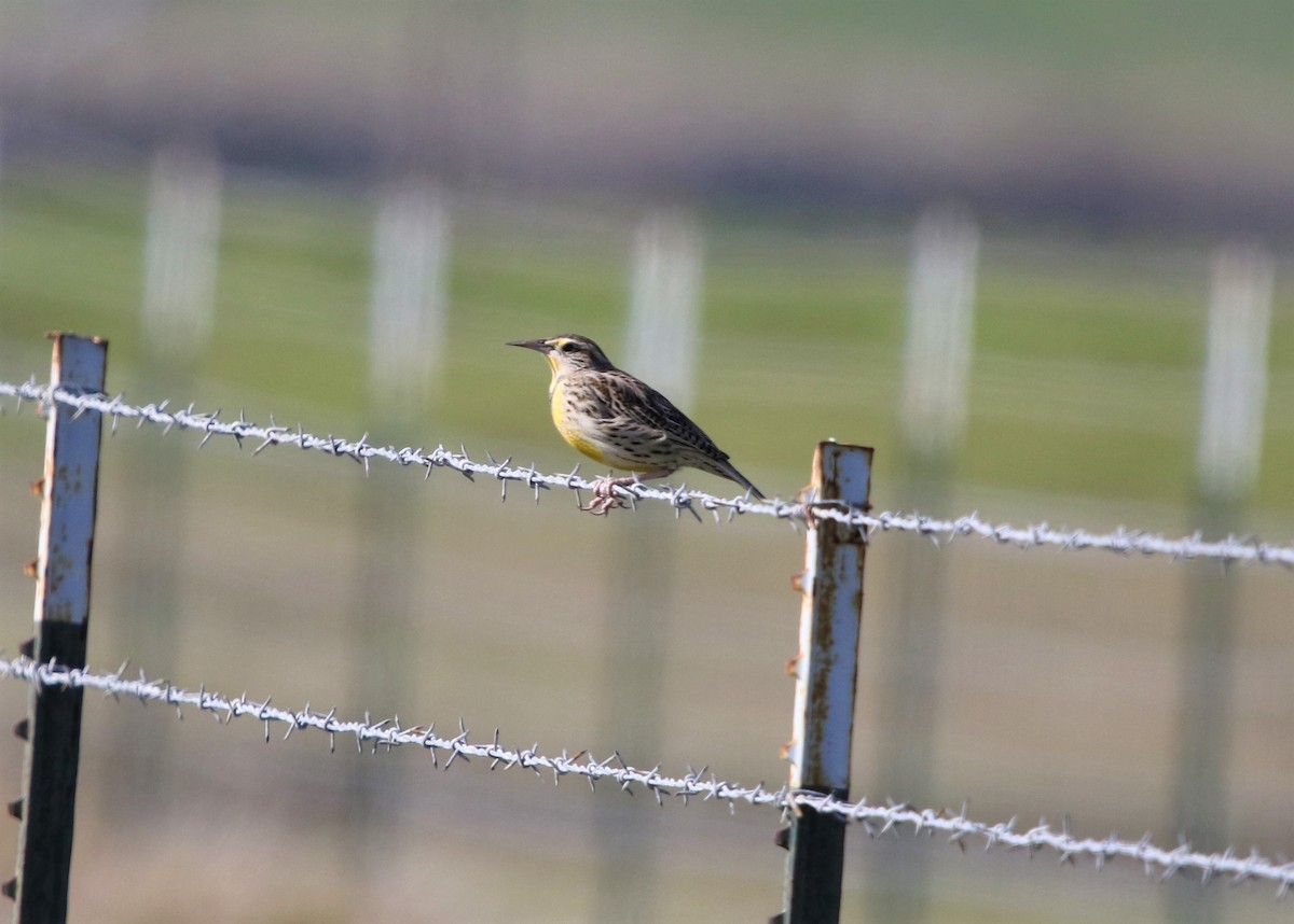 Western Meadowlark - Ryan Phillips