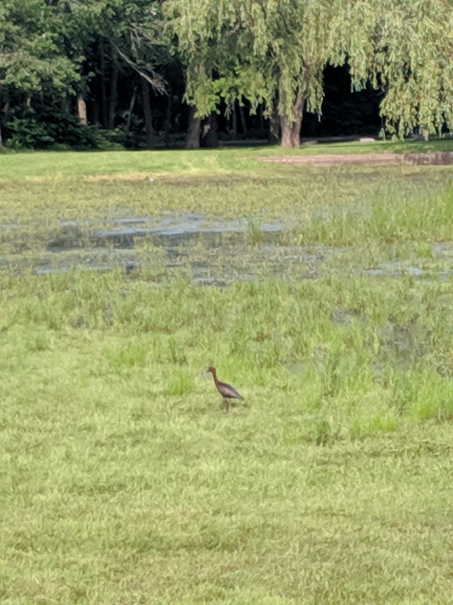 Glossy Ibis - ML200089771