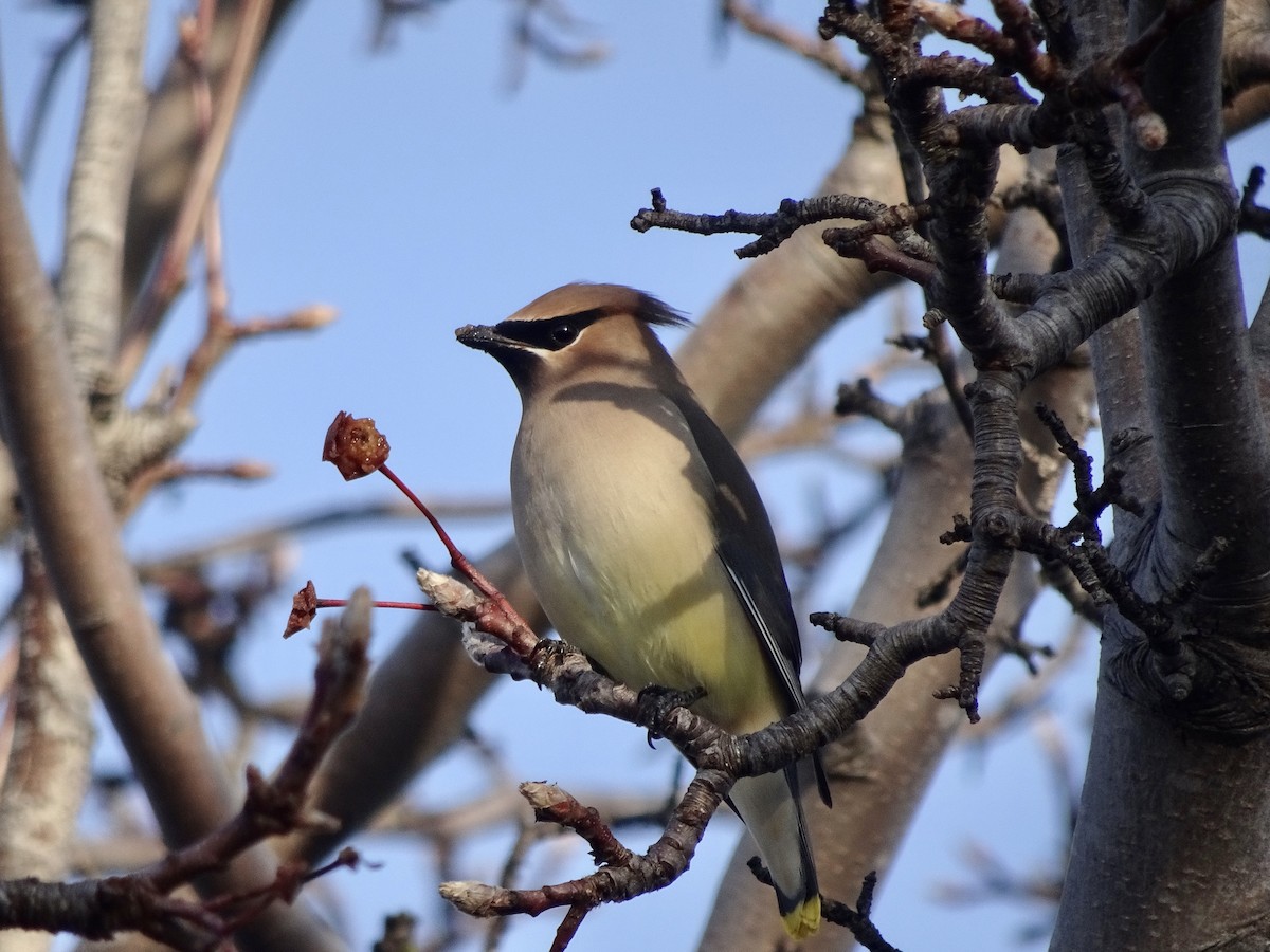 Cedar Waxwing - ML200090011