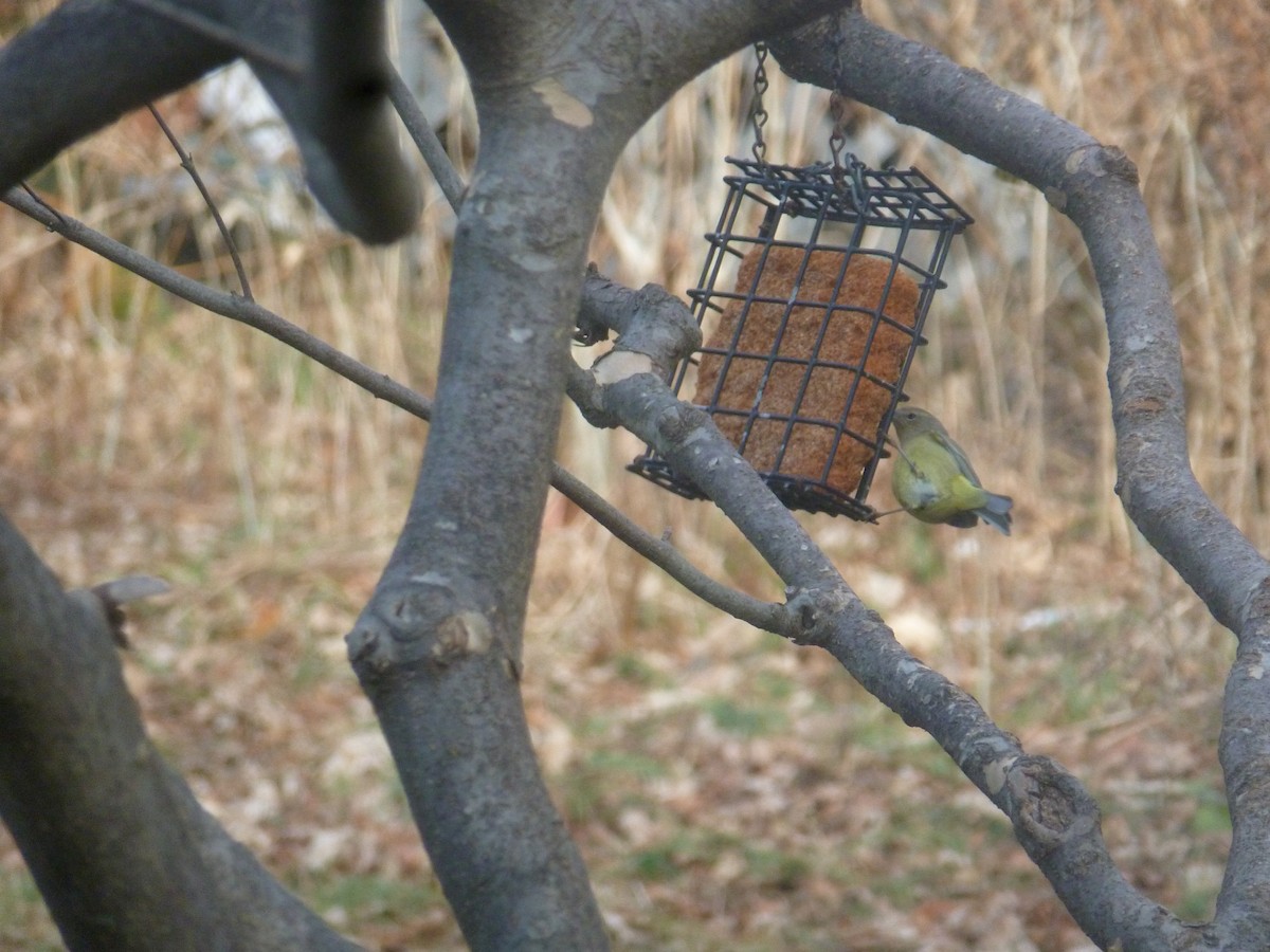 Orange-crowned Warbler - ML200092741