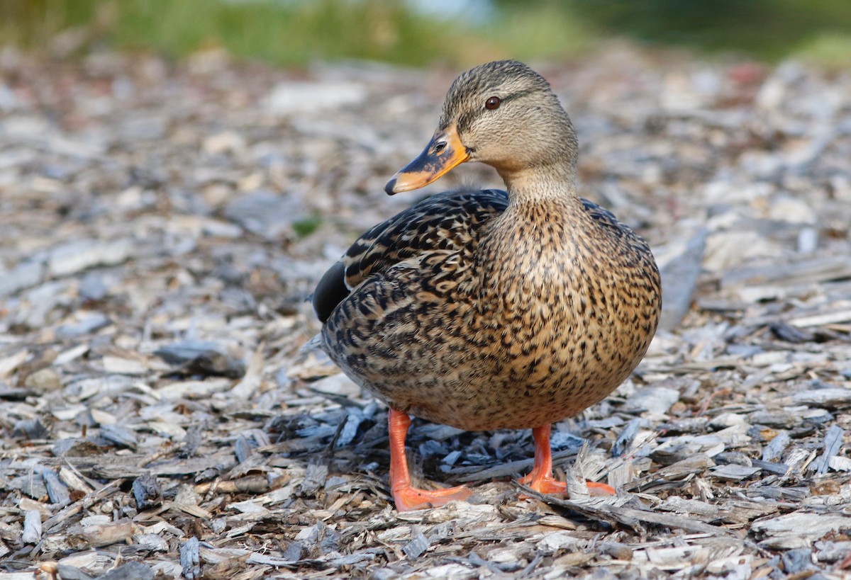 Canard colvert - ML200093191