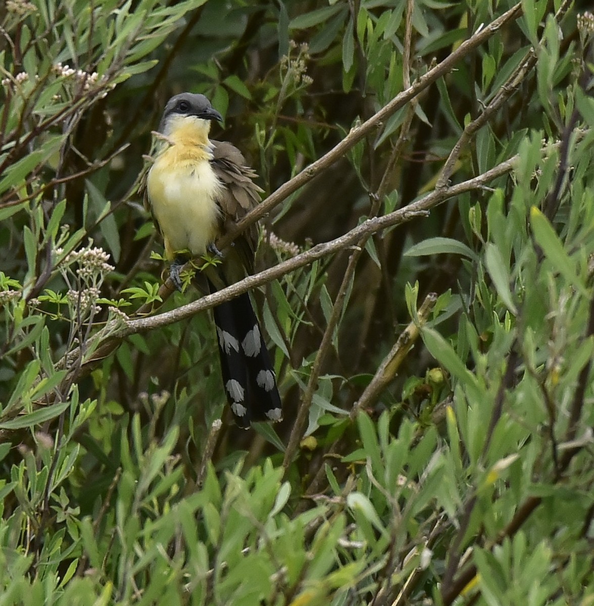 Dark-billed Cuckoo - ML200094061