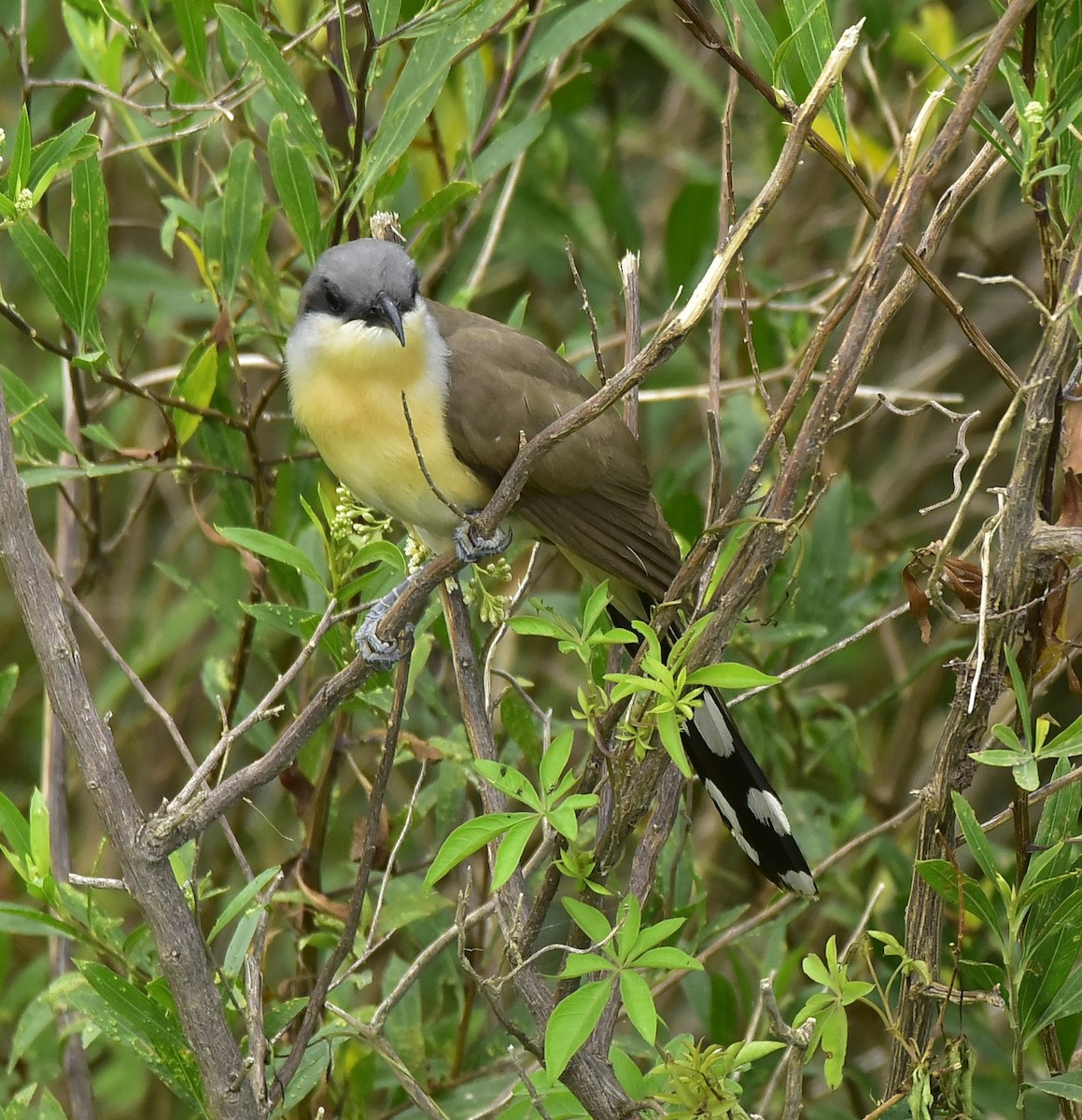 Dark-billed Cuckoo - ML200094101