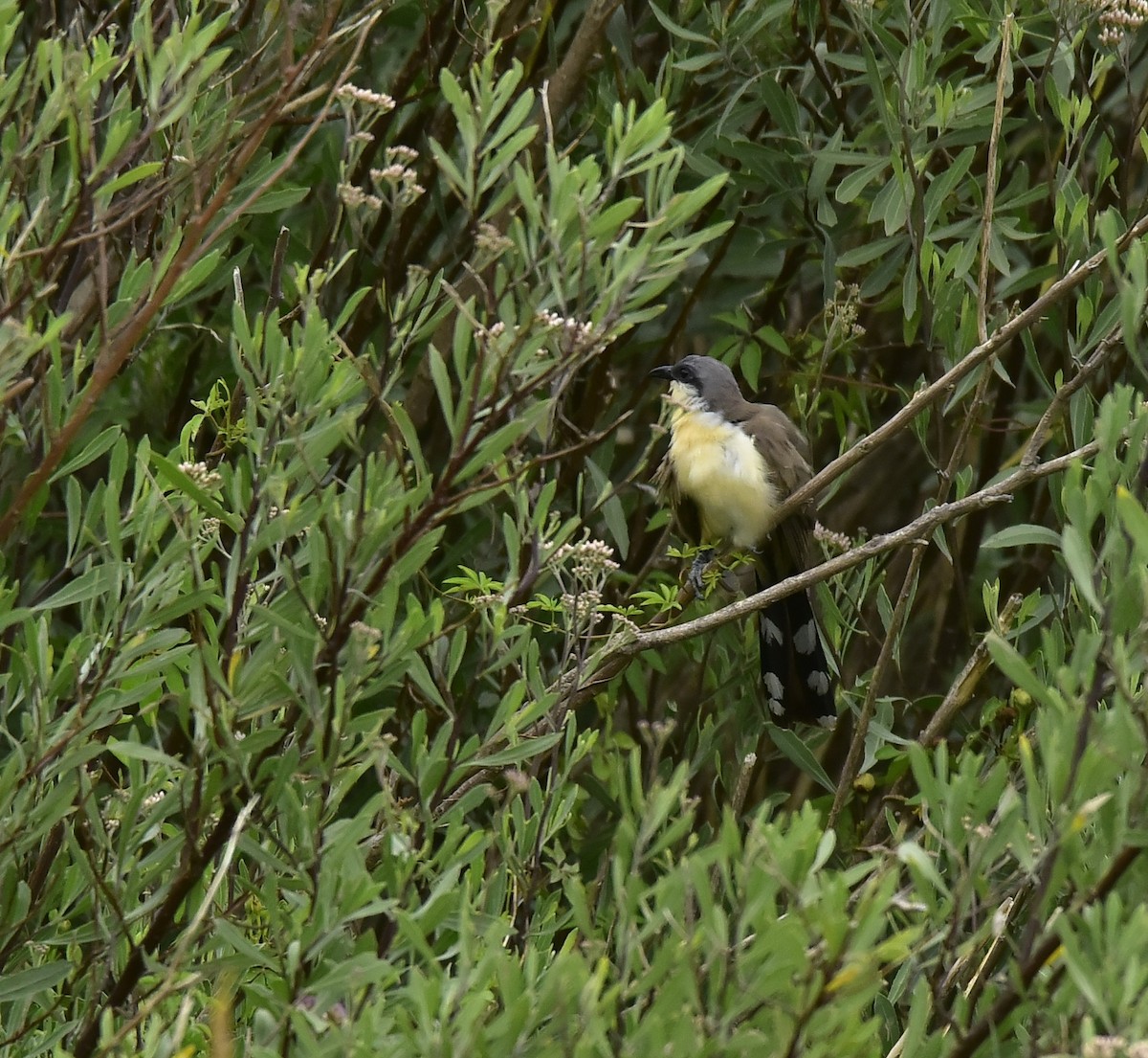 Dark-billed Cuckoo - ML200094111